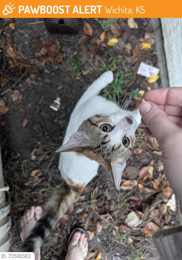Found/Stray Unknown Cat last seen Franklin St and Spaulding, Wichita, KS 67203