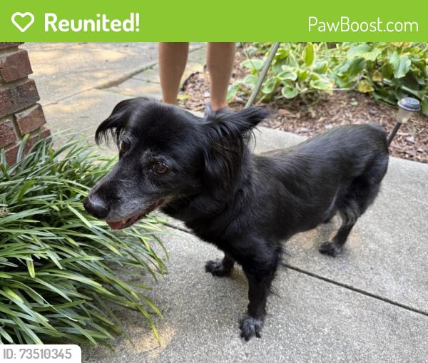 Reunited Female Dog last seen Fairways at Lochmere, Cary, NC 27518