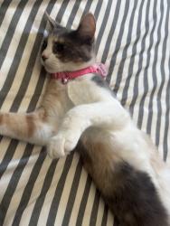 Lost Female Cat last seen Modesto/home avenue, San Diego, CA 92105