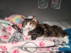 Lost Female Cat last seen Grey Hawk neighborhood., Kuna, ID 83634