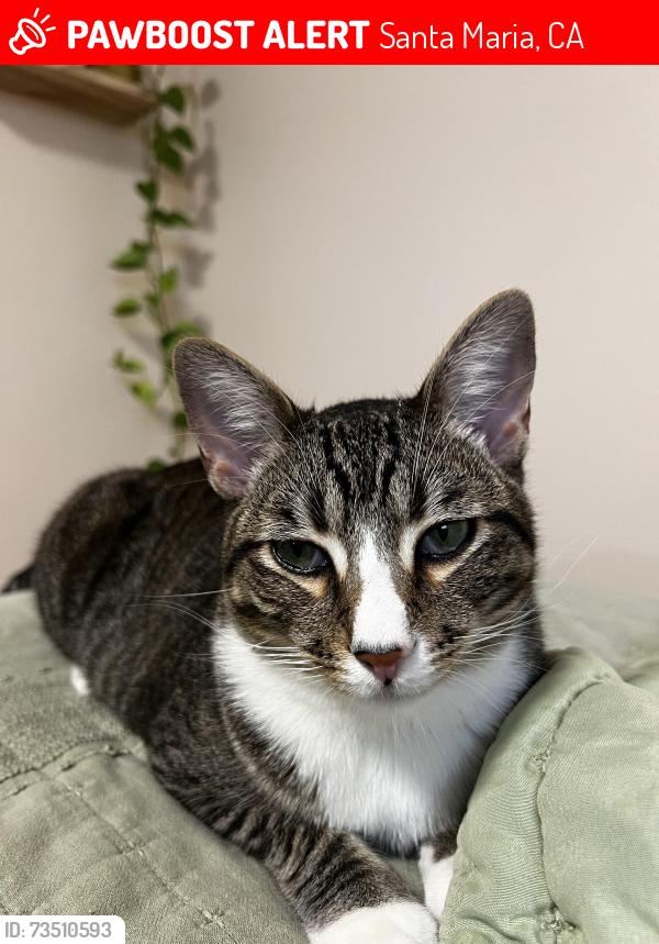 Lost Male Cat last seen Near ampm on blosser, Santa Maria, CA 93458