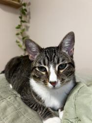 Lost Male Cat last seen Near ampm on blosser, Santa Maria, CA 93458