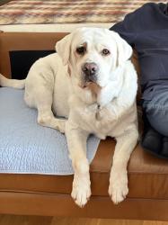 Reunited Male Dog last seen Hillside Dr, San Diego, CA 92037