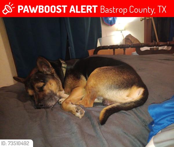 Lost Male Dog last seen hidden oaks Dr Elgin Texas, Bastrop County, TX 78621