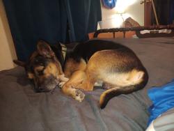 Lost Male Dog last seen hidden oaks Dr Elgin Texas, Bastrop County, TX 78621