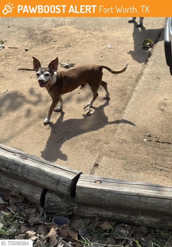 Found/Stray Male Dog last seen River Oaks Blvd and Qusil Trail, Fort Worth, TX 76114