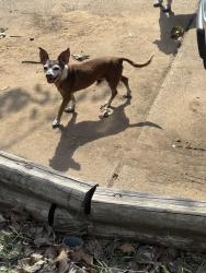 Found/Stray Male Dog last seen River Oaks Blvd and Qusil Trail, Fort Worth, TX 76114