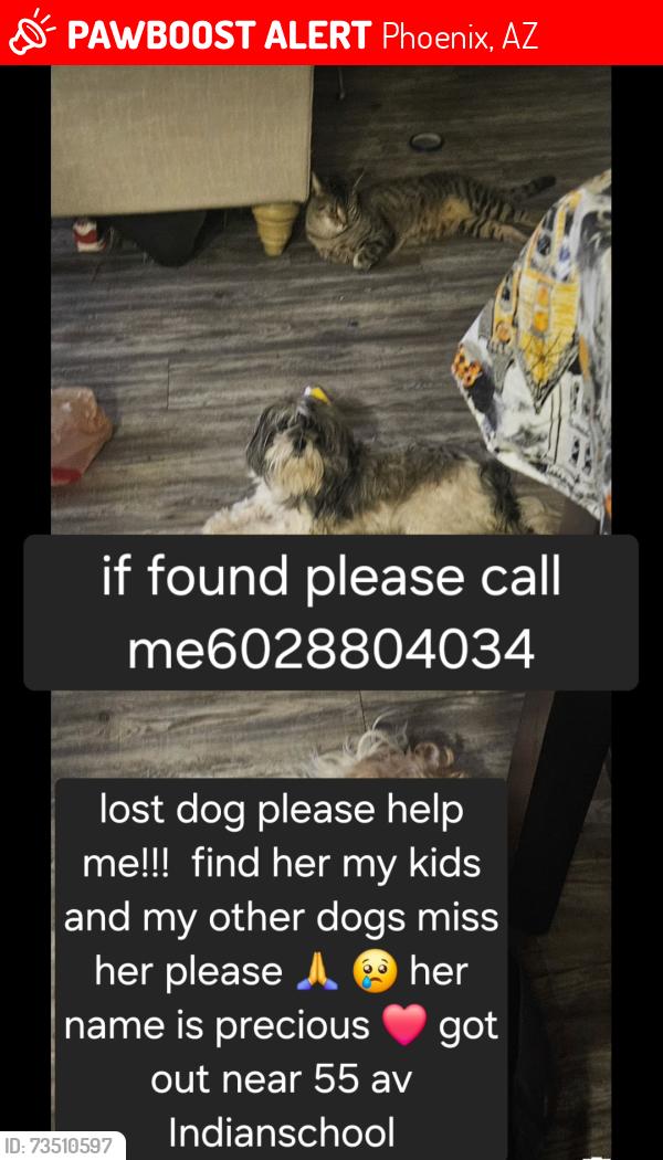 Lost Female Dog last seen Near av indianschool, Phoenix, AZ 85012