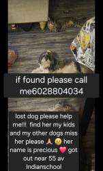 Lost Female Dog last seen Near av indianschool, Phoenix, AZ 85012