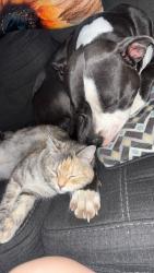 Reunited Female Cat last seen Rogers Public Library, Rogers, AR 72758