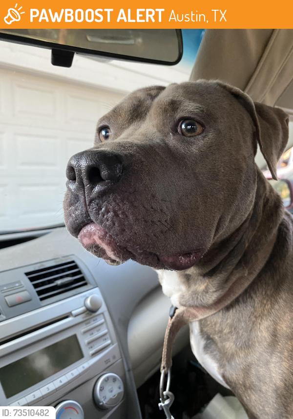 Found/Stray Female Dog last seen Cooper Ln @ King Edward, Austin, TX 78745