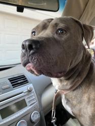 Found/Stray Female Dog last seen Cooper Ln @ King Edward, Austin, TX 78745