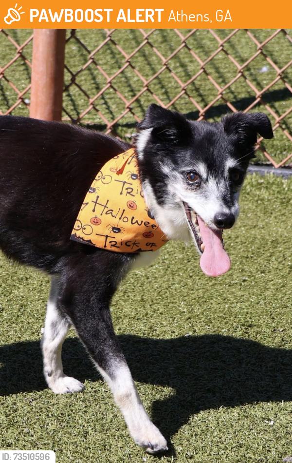 Found/Stray Female Dog last seen Grove at Five Points Apt, Athens, GA 30605