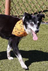 Found/Stray Female Dog last seen Grove at Five Points Apt, Athens, GA 30605