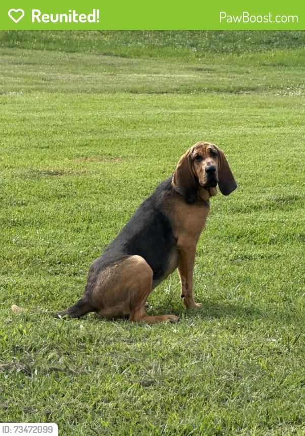 Reunited Female Dog last seen Near fm 1301 pledger texas, Pledger, TX 77468