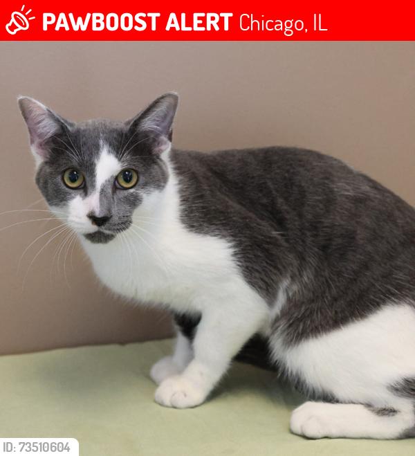 Lost Male Cat last seen Near W Farwell Ave Apt 1, Chicago, IL 60626, Chicago, IL 60626