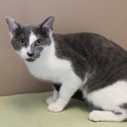 Lost Male Cat last seen Near W Farwell Ave Apt 1, Chicago, IL 60626, Chicago, IL 60626