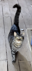 Found/Stray Unknown Cat last seen Lake Drive between McConnell and Christy Acres, Kernersville, NC 27284