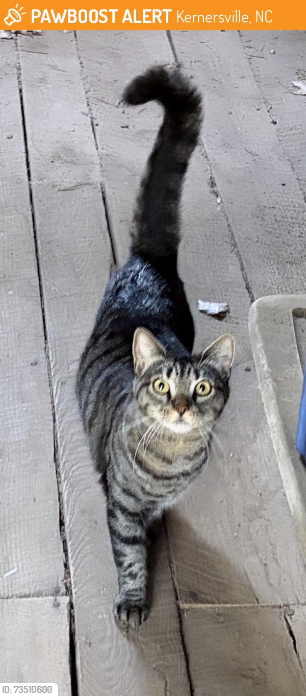 Found/Stray Unknown Cat last seen Lake Drive between McConnell and Christy Acres, Kernersville, NC 27284