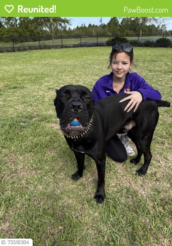 Reunited Male Dog last seen Flemings and Encore ovation Way, Oakland, FL 34787