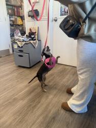 Reunited Female Dog last seen 20th ave & E 19th st Paterson NJ, Paterson, NJ 07501