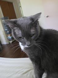Reunited Female Cat last seen Needham and Halsey Court in Circle C, Austin, TX 78739
