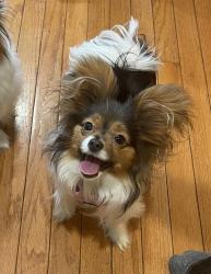 Reunited Female Dog last seen Kersey Rd & Orchard Way N, Rockville, MD 20854