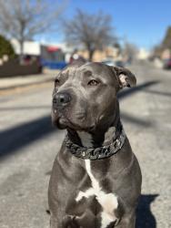 Lost Male Dog last seen Near pine st se, Albuquerque, New Mexico, 87106, Albuquerque, NM 87106