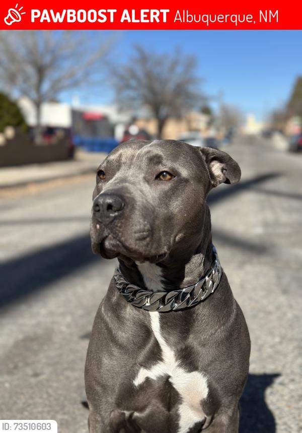 Lost Male Dog last seen Near pine st se, Albuquerque, New Mexico, 87106, Albuquerque, NM 87106