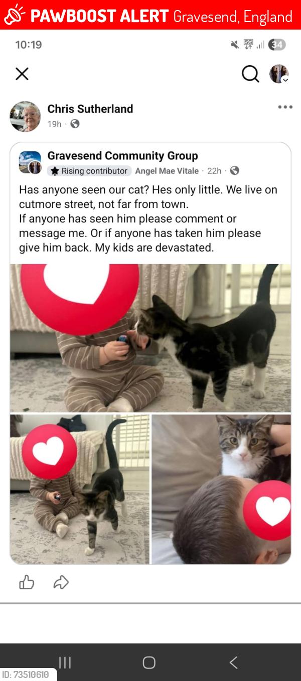 Lost Male Cat last seen Cutmore street, Gravesend, England 