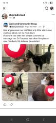 Lost Male Cat last seen Cutmore street, Gravesend, England 