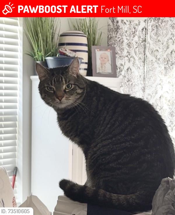 Lost Male Cat last seen The Cascades at River Crossing near Hwy 21 & Sutton Road, Fort Mill, SC 29715