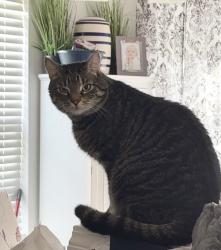 Lost Male Cat last seen The Cascades at River Crossing near Hwy 21 & Sutton Road, Fort Mill, SC 29715