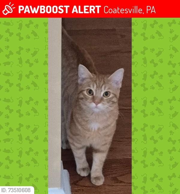 Lost Female Cat last seen Near Gilmer Road Coatesville Pa 19320, Coatesville, PA 19320