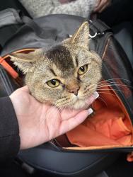 Reunited Male Cat last seen Gillet avenue, Greater London, England E6 3AW