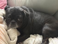 Reunited Female Dog last seen Near Floyd Hampton Rd, Crowley, TX 76036, USA, Crowley, TX 76036