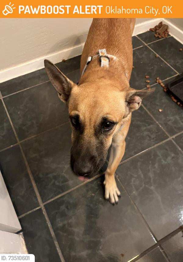 Found/Stray Female Dog last seen At Oncue, Oklahoma City, OK 73107