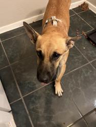 Found/Stray Female Dog last seen At Oncue, Oklahoma City, OK 73107