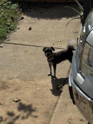 Found/Stray Unknown Dog last seen River Oaks Blvd and Quail Trail, Fort Worth, TX 76114