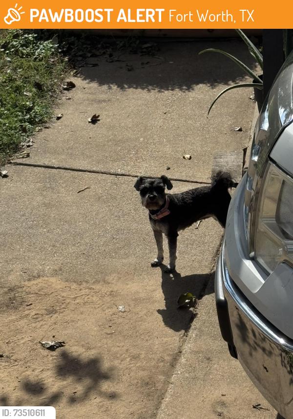 Found/Stray Unknown Dog last seen River Oaks Blvd and Quail Trail, Fort Worth, TX 76114