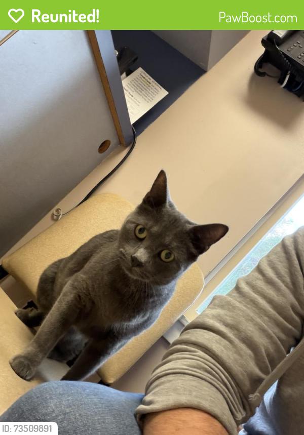Reunited Male Cat last seen Green/Henry Ave, Warminster Township, PA 18974