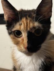 Reunited Female Cat last seen Lighthouse Pointe neighborhood, Gulf Breeze, FL 32563