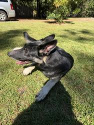 Reunited Male Dog last seen Rhode Island Ave, Southern Pines, NC 28387