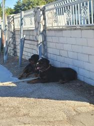 Found/Stray Male Dog last seen Cypress st and roxburgh, Covina, CA 91722