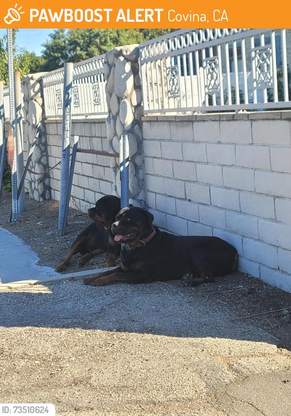 Found/Stray Male Dog last seen Cypress st and roxburgh, Covina, CA 91722