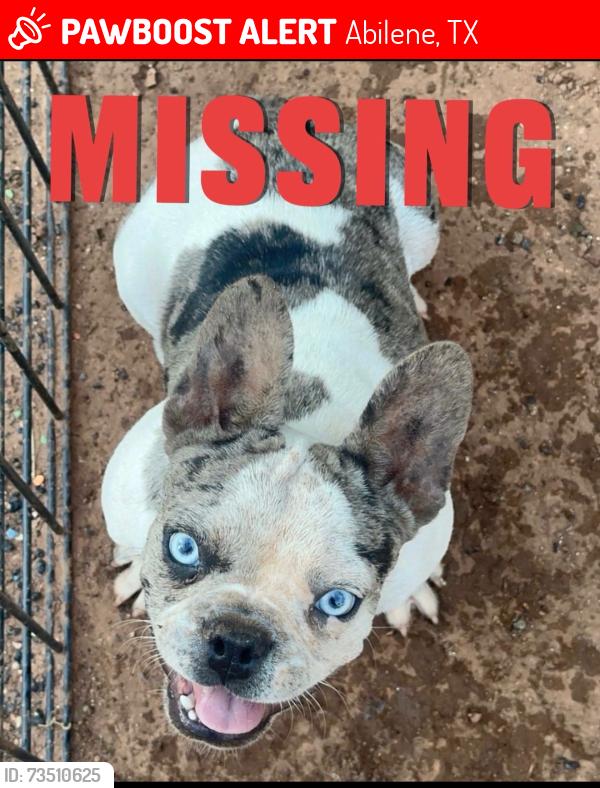 Lost Male Dog last seen Near south 13th, Abilene, TX 79605
