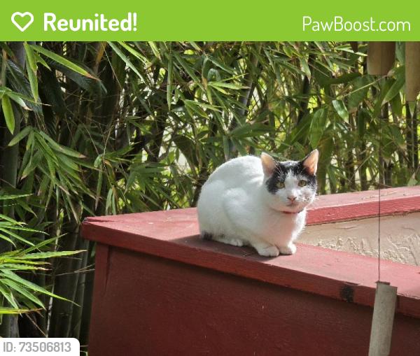 Reunited Unknown Cat last seen Dr. Bertha O. Pendleton Park, San Diego, CA 92115