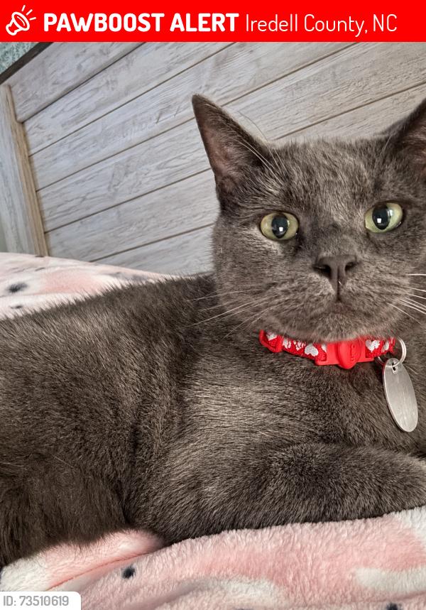 Lost Male Cat last seen Watermoss Drive, Cleveland, NC, Iredell County, NC 27013