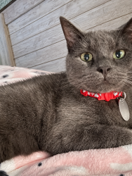 Lost Male Cat last seen Watermoss Drive, Cleveland, NC, Iredell County, NC 27013