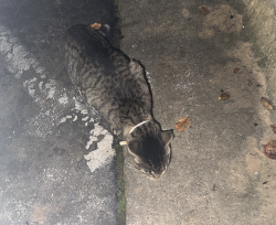 Found/Stray Female Cat last seen Barrington Hills apmts, Peachtree Corners, GA 30092